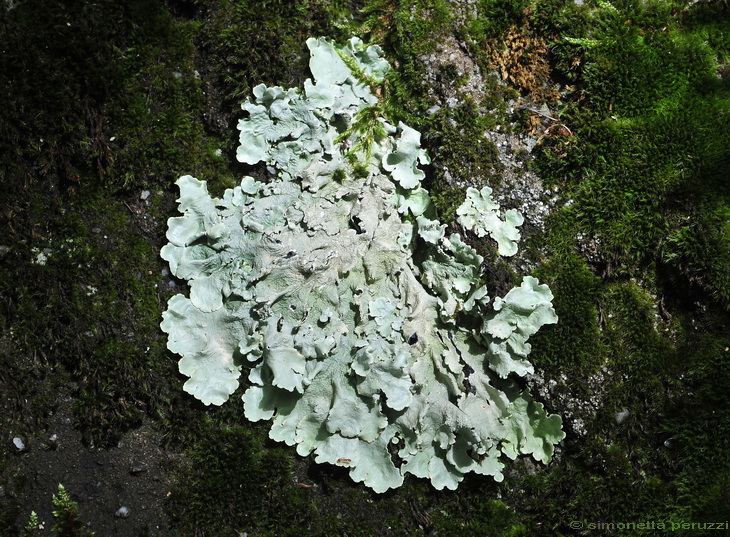 Licheni di Poggio Ripaghera